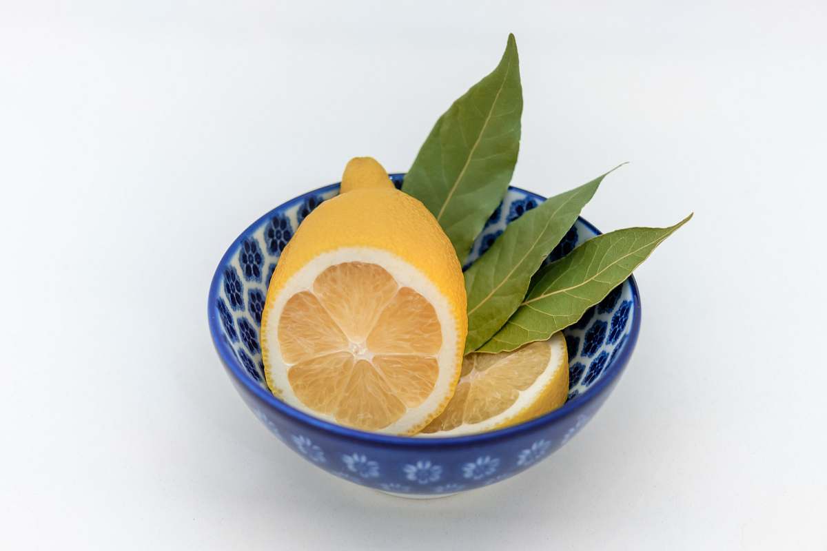 fruit bowl of lemon plant